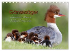 Gänsesäger - alleinerziehende Mütter im Schloßpark Nymphenburg (Wandkalender 2025 DIN A3 quer), CALVENDO Monatskalender