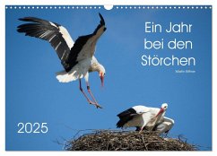 Ein Jahr bei den Störchen (Wandkalender 2025 DIN A3 quer), CALVENDO Monatskalender - Calvendo;Bittner, Martin