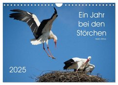 Ein Jahr bei den Störchen (Wandkalender 2025 DIN A4 quer), CALVENDO Monatskalender