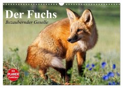 Der Fuchs. Bezaubernder Geselle (Wandkalender 2025 DIN A3 quer), CALVENDO Monatskalender