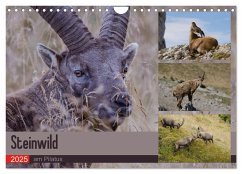 Steinwild am Pilatus (Wandkalender 2025 DIN A4 quer), CALVENDO Monatskalender