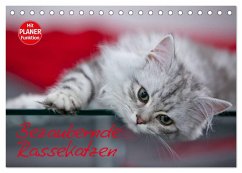 Bezaubernde Rassekatzen (Tischkalender 2025 DIN A5 quer), CALVENDO Monatskalender