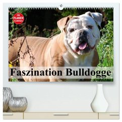 Faszination Bulldogge (hochwertiger Premium Wandkalender 2025 DIN A2 quer), Kunstdruck in Hochglanz - Calvendo;Stanzer, Elisabeth