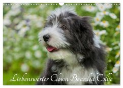 Liebenswerter Clown Bearded Collie (Wandkalender 2025 DIN A3 quer), CALVENDO Monatskalender - Calvendo;Starick, Sigrid