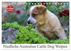 Niedliche Australian Cattle Dog Welpen (Tischkalender 2025 DIN A5 quer), CALVENDO Monatskalender