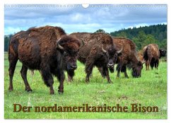 Der nordamerikanische Bison (Wandkalender 2025 DIN A3 quer), CALVENDO Monatskalender - Calvendo;Wilczek, Dieter