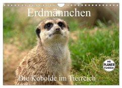 Erdmännchen - Die Kobolde im Tierreich (Wandkalender 2025 DIN A4 quer), CALVENDO Monatskalender