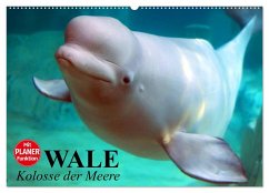Wale. Kolosse der Meere (Wandkalender 2025 DIN A2 quer), CALVENDO Monatskalender
