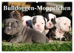 Bulldoggen-Moppelchen (Wandkalender 2025 DIN A2 quer), CALVENDO Monatskalender - Calvendo;Stanzer, Elisabeth