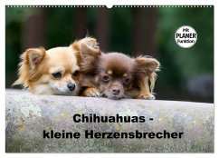 Chihuahuas - kleine Herzensbrecher (Wandkalender 2025 DIN A2 quer), CALVENDO Monatskalender