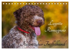 Lagotto Romagnolo - Italienischer Trüffelhund (Tischkalender 2025 DIN A5 quer), CALVENDO Monatskalender