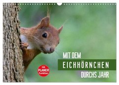 Mit dem Eichhörnchen durchs Jahr (Wandkalender 2025 DIN A3 quer), CALVENDO Monatskalender - Calvendo;Brackhan, Margret