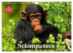 Schimpansen (Wandkalender 2025 DIN A4 quer), CALVENDO Monatskalender - Calvendo;Stanzer, Elisabeth