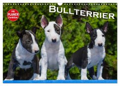 Bullterrier (Wandkalender 2025 DIN A3 quer), CALVENDO Monatskalender