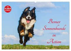 Berner Sennenhunde in Action (Wandkalender 2025 DIN A2 quer), CALVENDO Monatskalender