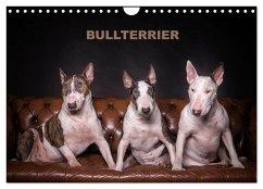 Bullterrier (Wandkalender 2025 DIN A4 quer), CALVENDO Monatskalender