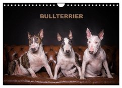 Bullterrier (Wandkalender 2025 DIN A4 quer), CALVENDO Monatskalender - Calvendo;Schubert, Sven