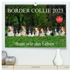 Border Collie 2025 (hochwertiger Premium Wandkalender 2025 DIN A2 quer), Kunstdruck in Hochglanz - Calvendo;Starick, Sigrid