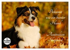 Bekannt wie ein bunter Hund. Australian Shepherd (Wandkalender 2025 DIN A2 quer), CALVENDO Monatskalender