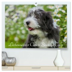 Liebenswerter Clown Bearded Collie (hochwertiger Premium Wandkalender 2025 DIN A2 quer), Kunstdruck in Hochglanz - Calvendo;Starick, Sigrid