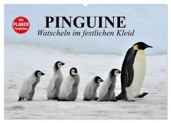 Pinguine - Watscheln im festlichen Kleid (Wandkalender 2025 DIN A2 quer), CALVENDO Monatskalender