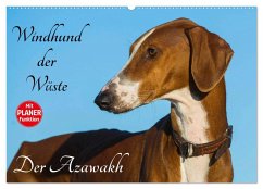 Windhund der Wüste - Der Azawakh (Wandkalender 2025 DIN A2 quer), CALVENDO Monatskalender