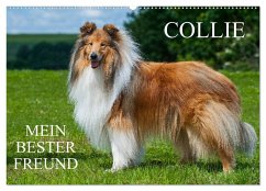 Collie - Mein bester Freund (Wandkalender 2025 DIN A2 quer), CALVENDO Monatskalender