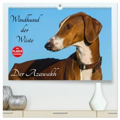 Windhund der Wüste - Der Azawakh (hochwertiger Premium Wandkalender 2025 DIN A2 quer), Kunstdruck in Hochglanz - Calvendo;Starick, Sigrid