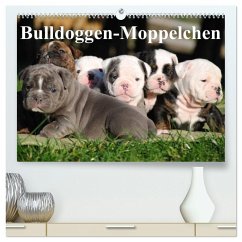 Bulldoggen-Moppelchen (hochwertiger Premium Wandkalender 2025 DIN A2 quer), Kunstdruck in Hochglanz