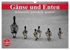 Gänse und Enten. Schnattern, watscheln, quaken! (Wandkalender 2025 DIN A3 quer), CALVENDO Monatskalender - Calvendo;Stanzer, Elisabeth