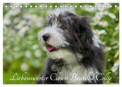 Liebenswerter Clown Bearded Collie (Tischkalender 2025 DIN A5 quer), CALVENDO Monatskalender - Calvendo;Starick, Sigrid