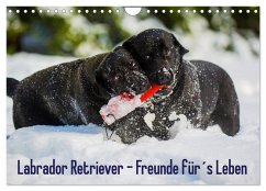 Labrador Retriever - Freunde für´s Leben (Wandkalender 2025 DIN A4 quer), CALVENDO Monatskalender