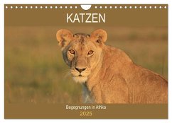 Katzen - Begegnungen in Afrika (Wandkalender 2025 DIN A4 quer), CALVENDO Monatskalender