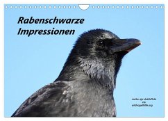 Rabenschwarze Impressionen - meike-ajo-dettlaff.de via wildvogelhlfe.org (Wandkalender 2025 DIN A4 quer), CALVENDO Monatskalender - Calvendo;AJo. Dettlaff, Meike