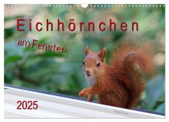 Eichhörnchen am Fenster (Wandkalender 2025 DIN A3 quer), CALVENDO Monatskalender