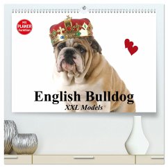 English Bulldog XXL Models (hochwertiger Premium Wandkalender 2025 DIN A2 quer), Kunstdruck in Hochglanz