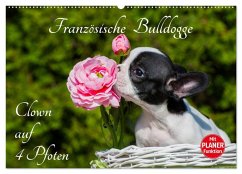 Französische Bulldogge - Clown auf 4 Pfoten (Wandkalender 2025 DIN A2 quer), CALVENDO Monatskalender - Calvendo;Starick, Sigrid