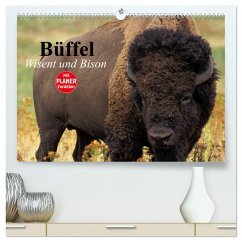 Büffel. Wisent und Bison (hochwertiger Premium Wandkalender 2025 DIN A2 quer), Kunstdruck in Hochglanz - Calvendo;Stanzer, Elisabeth