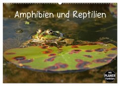 Amphibien und Reptilien (Wandkalender 2025 DIN A2 quer), CALVENDO Monatskalender