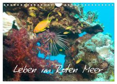 Leben im Roten Meer (Wandkalender 2025 DIN A4 quer), CALVENDO Monatskalender