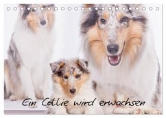 Ein Collie wird erwachsen (Tischkalender 2025 DIN A5 quer), CALVENDO Monatskalender