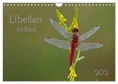 Libellen im Ried (Wandkalender 2025 DIN A4 quer), CALVENDO Monatskalender