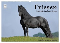 Friesen - Schönheit, Kraft und Eleganz (Wandkalender 2025 DIN A2 quer), CALVENDO Monatskalender - Calvendo;Schmäing, Werner