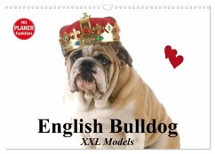 English Bulldog XXL Models (Wandkalender 2025 DIN A3 quer), CALVENDO Monatskalender - Calvendo;Stanzer, Elisabeth