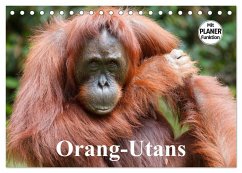 Orang-Utans (Tischkalender 2025 DIN A5 quer), CALVENDO Monatskalender - Calvendo;Stanzer, Elisabeth