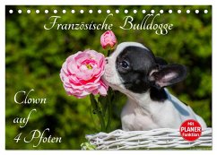 Französische Bulldogge - Clown auf 4 Pfoten (Tischkalender 2025 DIN A5 quer), CALVENDO Monatskalender