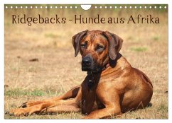 Ridgebacks - Hunde aus Afrika (Wandkalender 2025 DIN A4 quer), CALVENDO Monatskalender