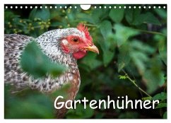 Gartenhühner (Wandkalender 2025 DIN A4 quer), CALVENDO Monatskalender - Calvendo;Ohm, Britta