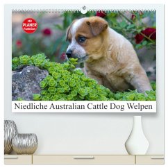 Niedliche Australian Cattle Dog Welpen (hochwertiger Premium Wandkalender 2025 DIN A2 quer), Kunstdruck in Hochglanz