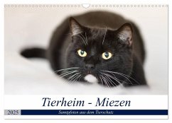Tierheim - Miezen (Wandkalender 2025 DIN A3 quer), CALVENDO Monatskalender